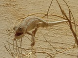 Chamaeleonidae Lizard Cameleon Chameleon Photo Ramon_Crater_chameleon