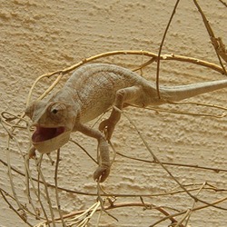 Chamaeleonidae Lizard Cameleon Chameleon Photo Ramon_Crater_chameleon