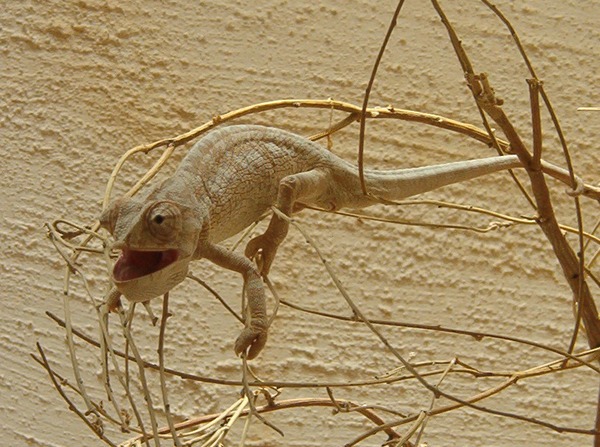 Chamaeleonidae Lizard Cameleon Chameleon Photo Ramon_Crater_chameleon