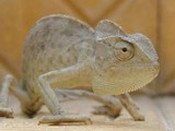 Chamaeleonidae Lizard Chameleon Cameleon Photo jpatokal