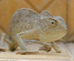 Chamaeleonidae Lizard Chameleon Cameleon Photo jpatokal