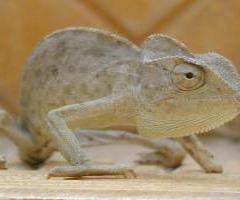 Chamaeleonidae Lizard Chameleon Cameleon Photo jpatokal