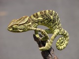 Chamaeleonidae Lizard Chameleon Photo Cameleon Chamaeleo_zeylanicus