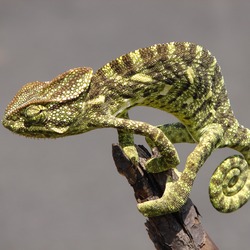 Chamaeleonidae Lizard Chameleon Photo Cameleon Chamaeleo_zeylanicus