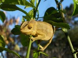 Chamaeleonidae Lizard Photo Cameleon Chameleon Madagascar-Chameleon