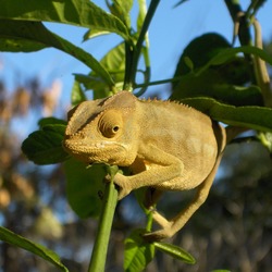 Chamaeleonidae Lizard Photo Cameleon Chameleon Madagascar-Chameleon