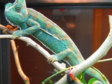 Chamaeleonidae Lizard Photo Chameleon Cameleon Calyptratus_female green Chameleon lizard Chamaeleonidae terrarium house pet