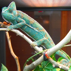 Chamaeleonidae Lizard Photo Chameleon Cameleon Calyptratus_female green Chameleon lizard Chamaeleonidae terrarium house pet