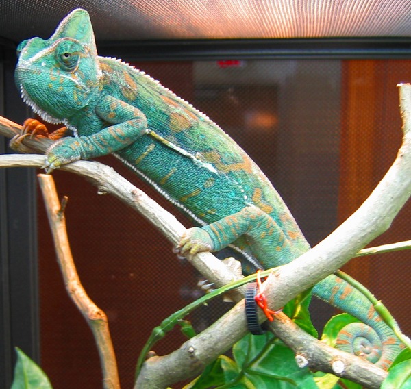 Chamaeleonidae Lizard Photo Chameleon Cameleon Calyptratus_female green Chameleon lizard Chamaeleonidae terrarium house pet