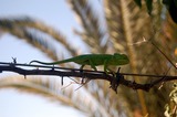 Chameleon