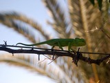 Chamaeleonidae Lizard Photo Chameleon Cameleon Chamaeleo_chamaeleon green branch Chameleon lizard Chamaeleonidae camaleon lagarto