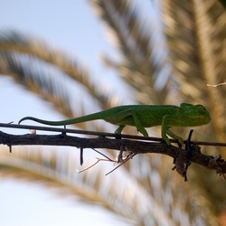 Chamaeleonidae Lizard Photo Chameleon Cameleon Chamaeleo_chamaeleon green branch Chameleon lizard Chamaeleonidae camaleon lagarto