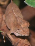 Chamaeleonidae Lizard Photo Chameleon Cameleon Rhampholeon_temporalis_Female_001