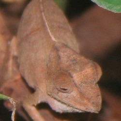 Chamaeleonidae Lizard Photo Chameleon Cameleon Rhampholeon_temporalis_Female_001