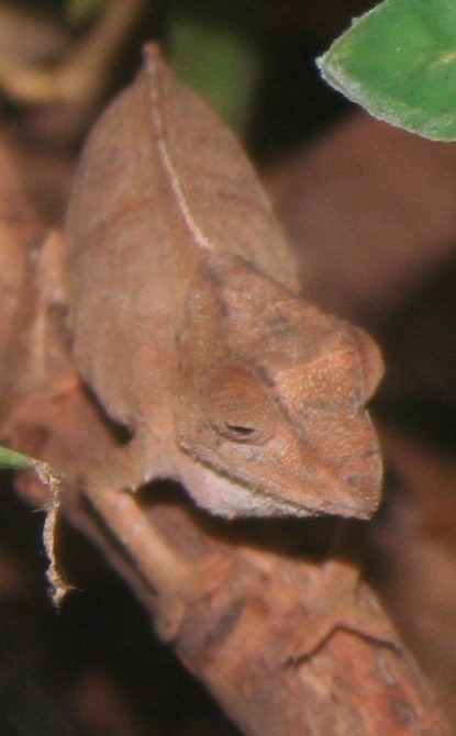 Chamaeleonidae Lizard Photo Chameleon Cameleon Rhampholeon_temporalis_Female_001