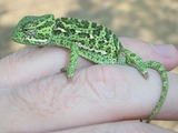 Chamaeleonidae Photo Cameleon Chameleon Lizard Flapneck_Chameleon_hand_22_08_2010