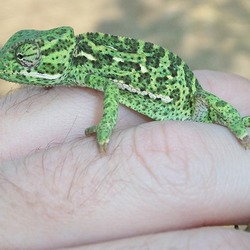 Chamaeleonidae Photo Cameleon Chameleon Lizard Flapneck_Chameleon_hand_22_08_2010