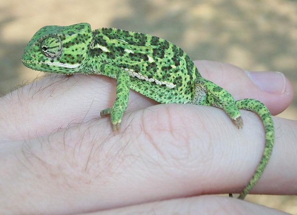 Chamaeleonidae Photo Cameleon Chameleon Lizard Flapneck_Chameleon_hand_22_08_2010