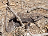 Chamaeleonidae Photo Cameleon Lizard Chameleon Cameleon_Tunisie camoflauge Chameleon lizard Chamaeleonidae brown color change