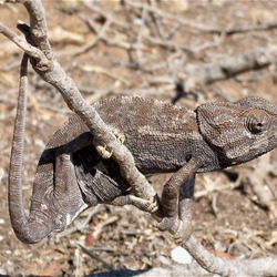 Chamaeleonidae Photo Cameleon Lizard Chameleon Cameleon_Tunisie camoflauge Chameleon lizard Chamaeleonidae brown color change