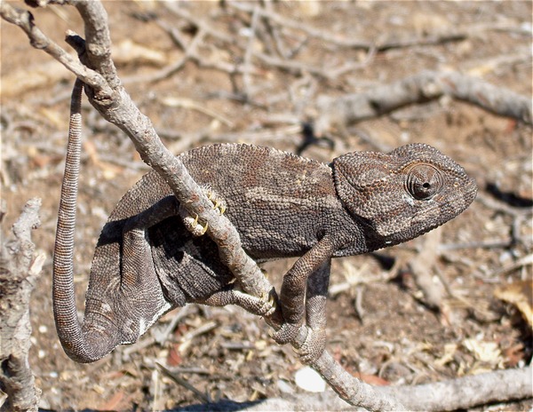 Chamaeleonidae Photo Cameleon Lizard Chameleon Cameleon_Tunisie camoflauge Chameleon lizard Chamaeleonidae brown color change