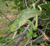 Reptiles