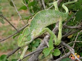 Chamaeleonidae Photo Cameleon Lizard Chameleon South_Asian_Chamaeleon_(Chamaeleo_zeylanicus)_W_IMG_1859