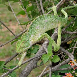 Chamaeleonidae Photo Cameleon Lizard Chameleon South_Asian_Chamaeleon_(Chamaeleo_zeylanicus)_W_IMG_1859