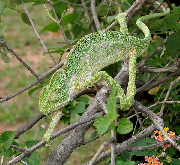 Chamaeleonidae Photo Cameleon Lizard Chameleon South_Asian_Chamaeleon_(Chamaeleo_zeylanicus)_W_IMG_1859