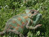 Chamaeleonidae Photo Lizard Cameleon Chameleon P9020325