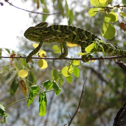 Chamaeleonidae Photo Lizard Chameleon Cameleon Chameleon lizard Chamaeleonidae tree branch color change Arun