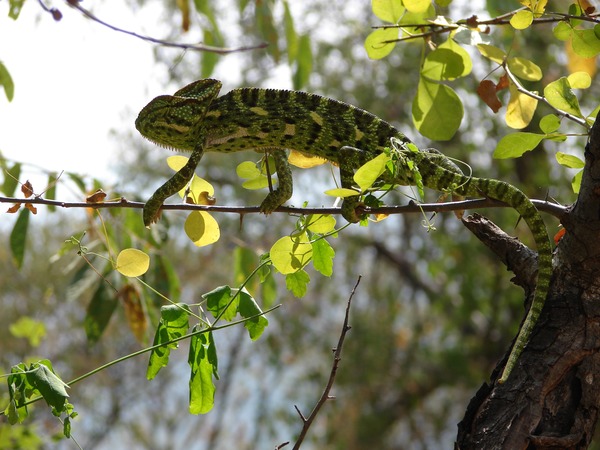 Chamaeleonidae Photo Lizard Chameleon Cameleon Chameleon lizard Chamaeleonidae tree branch color change Arun