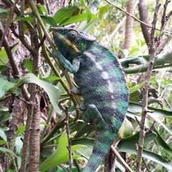 Chameleon Cameleon Lizard Photo Chamaeleonidae Madagascar,_Chameleo_1