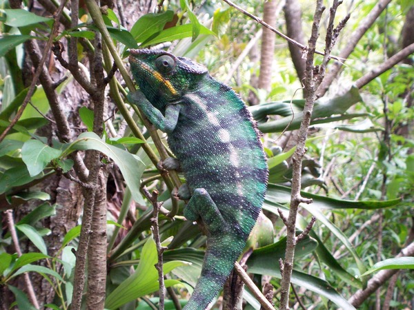 Chameleon Cameleon Lizard Photo Chamaeleonidae Madagascar,_Chameleo_1