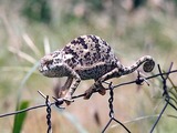 Chameleon Cameleon Photo Lizard Chamaeleonidae Chameleon,_Botswana3