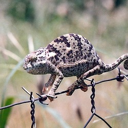 Chameleon Cameleon Photo Lizard Chamaeleonidae Chameleon,_Botswana3