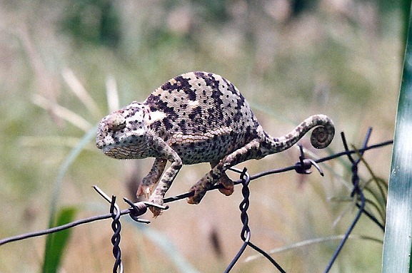 Chameleon Cameleon Photo Lizard Chamaeleonidae Chameleon,_Botswana3