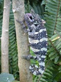 Chameleon Chamaeleonidae Cameleon Photo Lizard Chamaeleo_melleri black white stripe lagarto