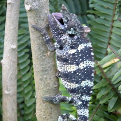 Chameleon Chamaeleonidae Cameleon Photo Lizard Chamaeleo_melleri black white stripe lagarto