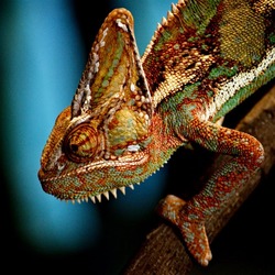 Chameleon Chamaeleonidae Lizard Photo CameleOn Chameleon_Wroclaw_ZOO