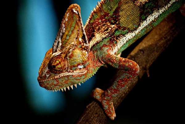 Chameleon Chamaeleonidae Lizard Photo CameleOn Chameleon_Wroclaw_ZOO