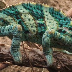 Chameleon Chamaeleonidae Lizard Photo Cameleon Veiled_chameleon,_Boston_(cropped)_jpg