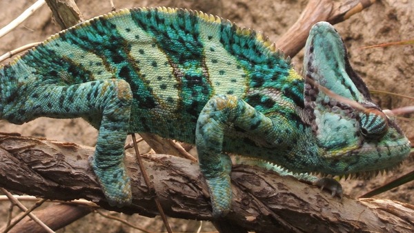 Chameleon Chamaeleonidae Lizard Photo Cameleon Veiled_chameleon,_Boston_(cropped)_jpg