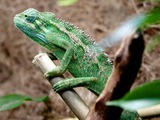 Chameleon Chamaeleonidae Photo Cameleon Lizard Ellioti