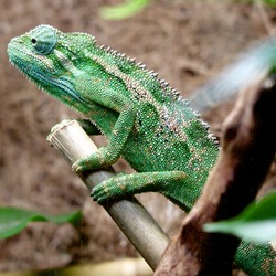 Chameleon Chamaeleonidae Photo Cameleon Lizard Ellioti