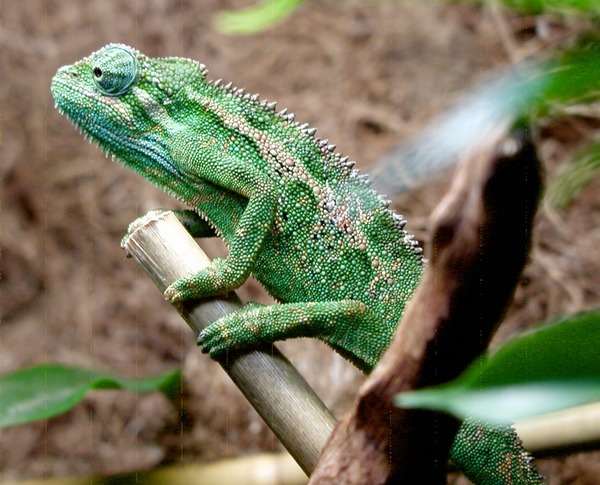 Chameleon Chamaeleonidae Photo Cameleon Lizard Ellioti