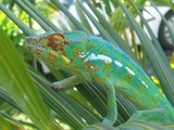 Chameleon Chamaeleonidae Photo Cameleon Lizard Endormi