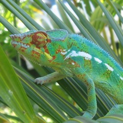 Chameleon Chamaeleonidae Photo Cameleon Lizard Endormi