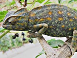 Chameleon Photo Cameleon Lizard Chamaeleonidae Libya_Chameleon