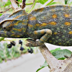 Chameleon Photo Cameleon Lizard Chamaeleonidae Libya_Chameleon